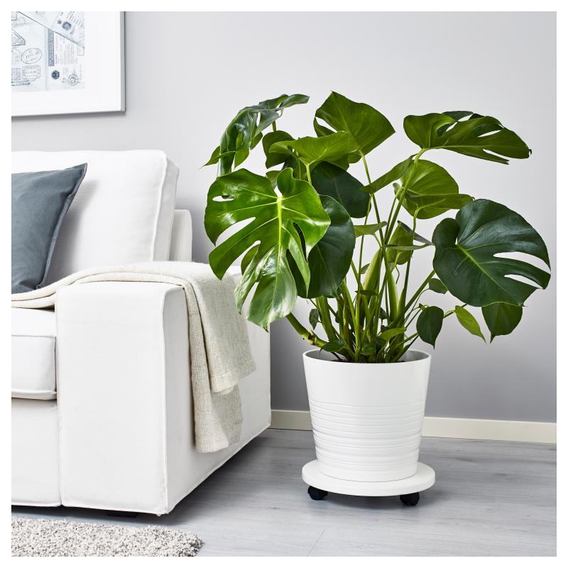 Как изменить интерьер одним растением?