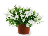 Кампанула белая Гет Ми (Колокольчик, "Невеста")