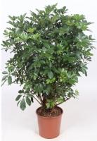 Шеффлера Компакта разветвленная