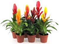 Вриезия Микс