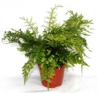 Асплениум луковиценосный Сьюзи