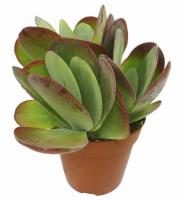 Каланхоэ тирсифлора