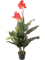 Канна в кашпо