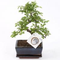 Вяз мелколистный Бонсай, Дзельква