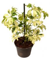 Шеффлера Жанин