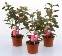 Камелия японская микс