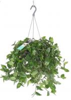 Традесканция Green Hill