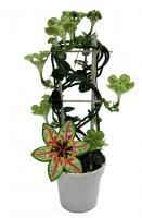 Церопегия Сандерсони 