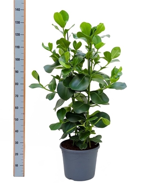 Пересадка от 101 до 150 см