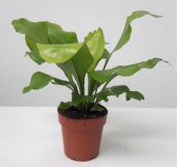 Асплениум Нидус