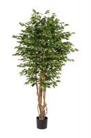 Фикус бенджамина в кашпо