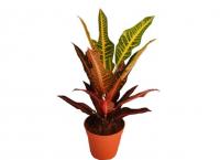 Кротон (Кодиеум) Нервия