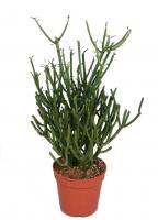 Молочай тирукалли (Эуфорбия)