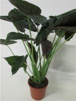 Алоказия Венти