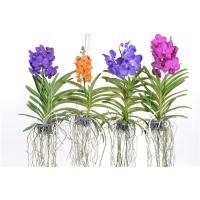 Орхидея Ванда подвесная