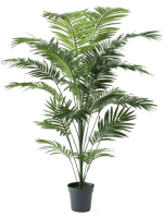 Пальма Парадис в кашпо 