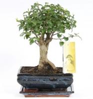 Лигуструм китайский Бонсай (Бирючина)