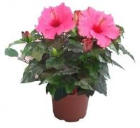 Гибискус микс