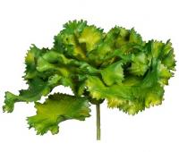 Эхеверия Шавиана