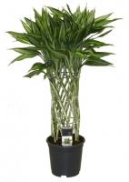 Драцена Сандериана Victory