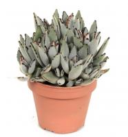 Каланхоэ Томентоза