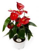 Антуриум Андре Руд красный