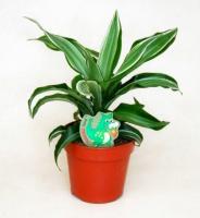 Драцена фрагранс Канзи