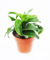 Драцена фрагранс Твист