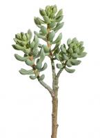 Крассула ветка