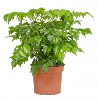 Радермахера китайская