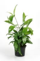 Драцена суркулоза