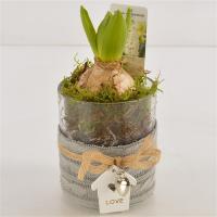 Гиацинт в подарочной упаковке 1 луковица