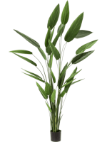 Геликония в кашпо 