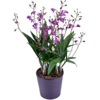 Орхидея Дендробиум Берри Ода