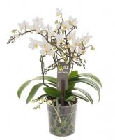 Фаленопсис Дикий