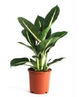 Диффенбахия Грин Мэджик