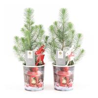 Сосна итальянская в подарочной упаковке