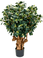 Фикус панда в кашпо