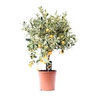 Цитрофортунелла Вариегата