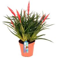 Вриезия Астрид