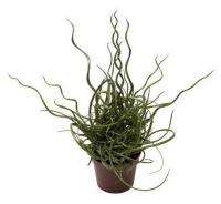 Джункус Спираль (Ситник)