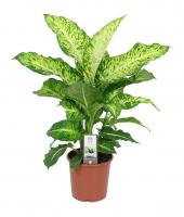 Диффенбахия Марс