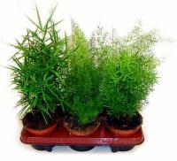 Аспарагус микс