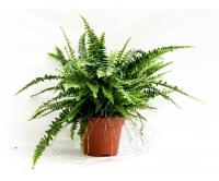 Нефролепис