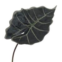 Лист Алоказии 