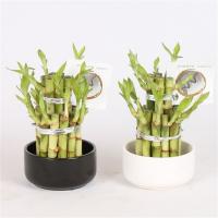 Драцена Сандериана Лаки Бамбук в керамике