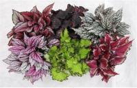 Бегония Блад микс (Рекс)
