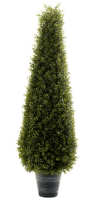 Самшит пирамиа в кашпо