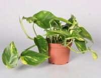 Эпипремнум Ауреум