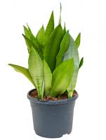 Сансевиерия Муншайн